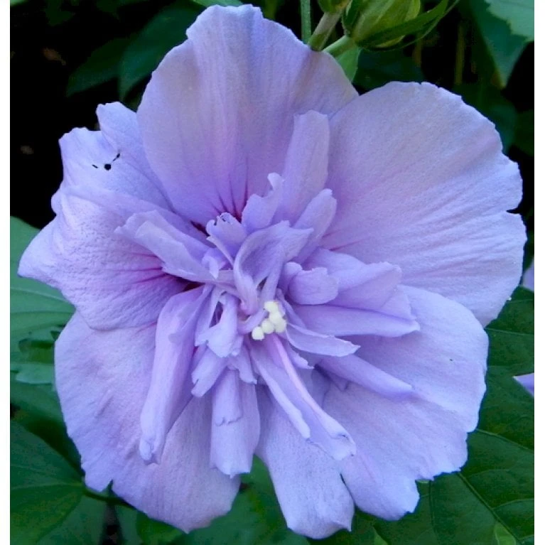 Syrisk Rose 'Blue Chiffon' Hibiscus Syriacus 'Blue Chiffon' Potte 4,0 Liter,- 50-60 Cm. 3 Syrisk Rose 'Blue Chiffon' Hibiscus Syriacus 'Blue Chiffon' Potte 4,0 Liter,- 50-60 Cm. - Billede 3