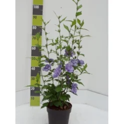 Syrisk Rose 'Blue Chiffon' Hibiscus Syriacus 'Blue Chiffon' Potte 4,0 Liter,- 50-60 Cm.