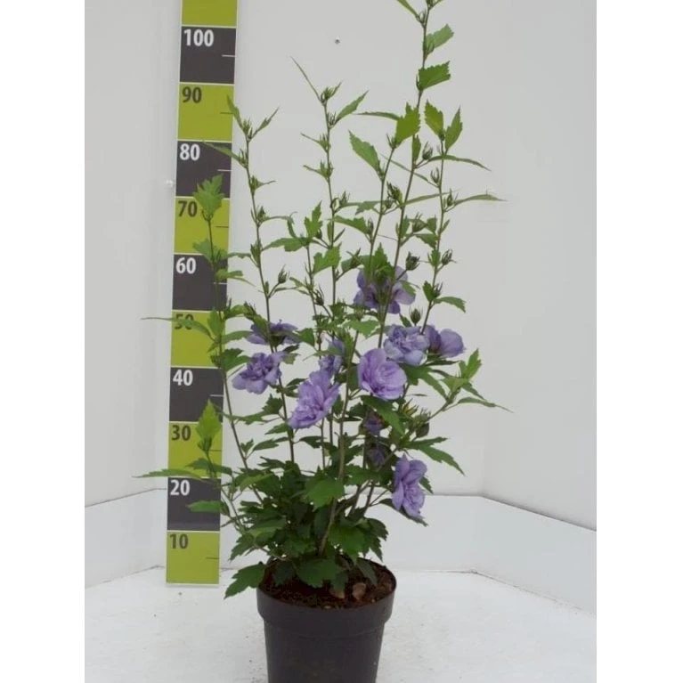 Syrisk Rose 'Blue Chiffon' Hibiscus Syriacus 'Blue Chiffon' Potte 4,0 Liter,- 50-60 Cm. 1 Syrisk Rose 'Blue Chiffon' Hibiscus Syriacus 'Blue Chiffon' Potte 4,0 Liter,- 50-60 Cm.