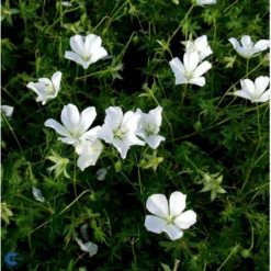 Blodrød Storkenæb 'Album' Geranium Sanguineum 'Album' 10 Cm. Potte