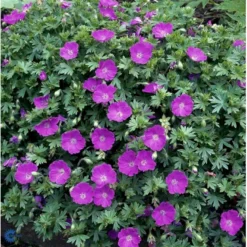 Blodrød Storkenæb 'Max Frei' Geranium Sanguineum 'Max Frei' 10 Cm. Potte
