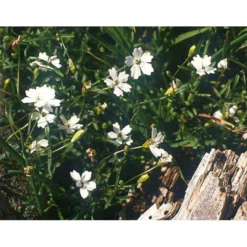 Stenhøjsbrudeslør Gypsophila Repens 10 Cm. Potte