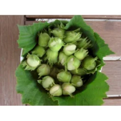 Storfrugtet Hassel 'Halleske Kæmpe' Corylus Maxima 'Halleske Kæmpe' 7,5 Liter Potte