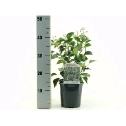 Busk-Vedbend 'Arborescens' Hedera Helix 'Arborescens' Potte 2,0 Liter,- 40-60 Cm.