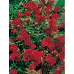 Soløje 'Amabile Plenum' Helianthemum Hybrid 'Amabile Plenum' 10 Cm. Potte