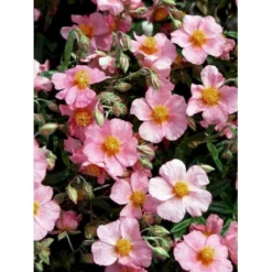 Soløje 'Lawrensons Pink' Helianthemum Hybrid 'Lawrensons Pink' 10 Cm. Potte