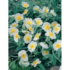 Soløje 'The Bride' Helianthemum Hybrid 'The Bride' 10 Cm. Potte