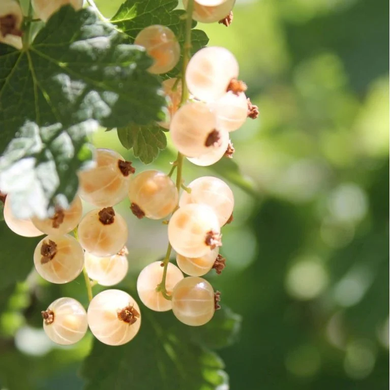 Tilbud Lys Haven Butik -Tilbud Lys Haven Butik 1