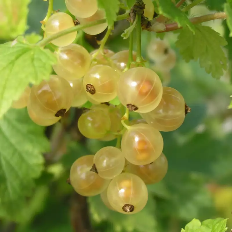 Tilbud Lys Haven Butik -Tilbud Lys Haven Butik 2