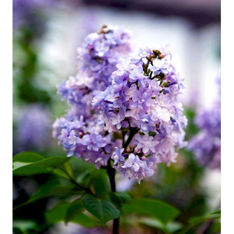 Tilbud Lys Haven Butik -Tilbud Lys Haven Butik mi16316 syringa vulgaris michel buchner f157